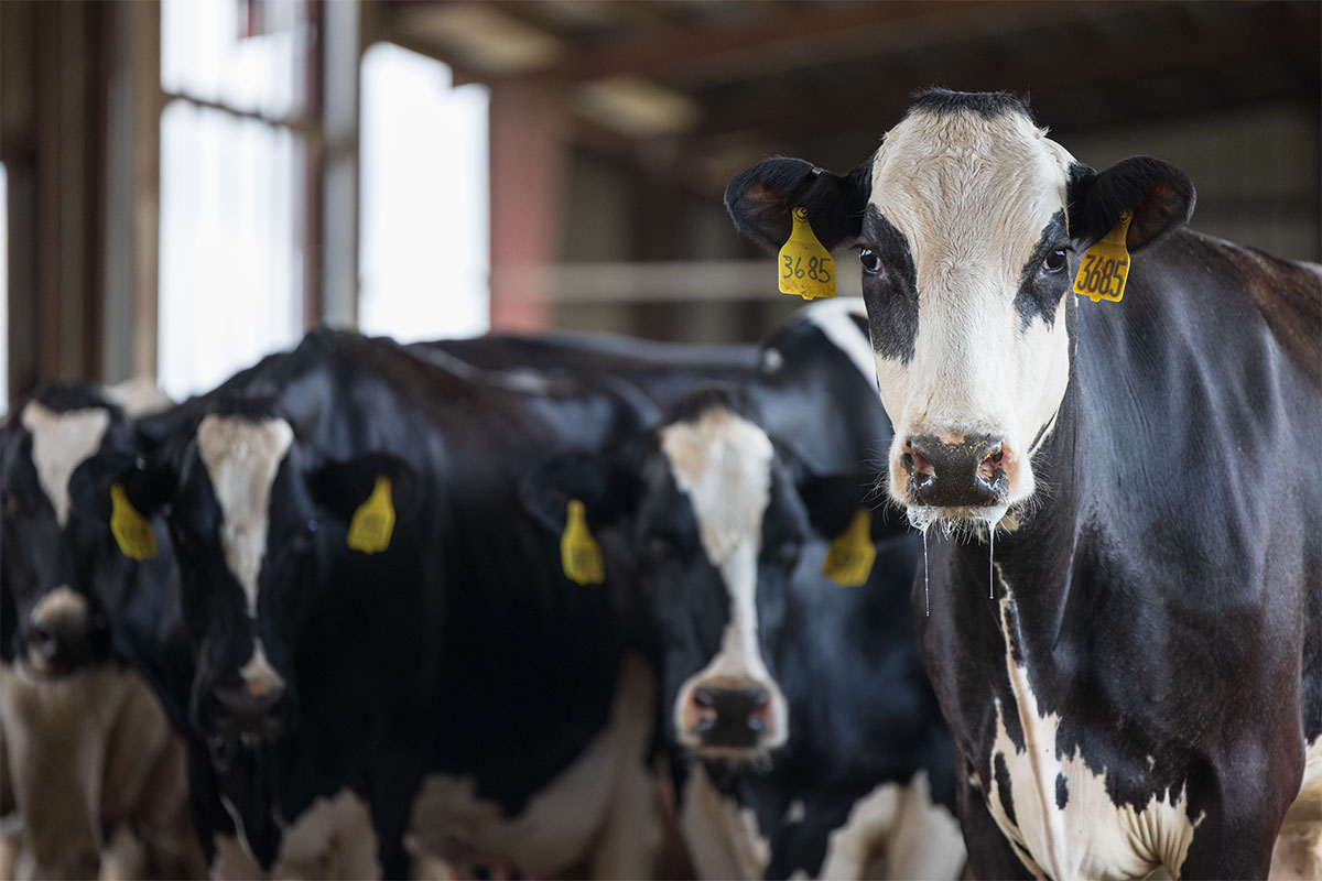 Electronic ID Tagging Requirements for Cattle and Bison Crossing State Lines